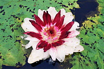 Royal / Amazon water lily flower {Victoria amazonica} Amazonia, Brazil