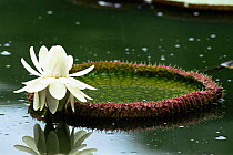 Royal / Amazon water lily flower + leaf {Victoria amazonica} Amazonia, Brazil