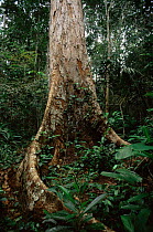 Roots of Jueirana tree {Parkia pendula} Linhares FR, Brazil