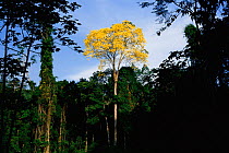 Tabebuia tree flowering in tropical rainforest {Tabebuia sp} Brazil