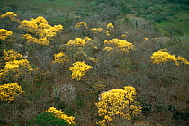 Aerial view of forest with yellow Tabebuia trees in flower, Pantanal, Brazil