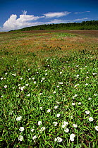 Restinga vegetation with {Ipomoea litoralis} flowers, Canelas Is, Brazil