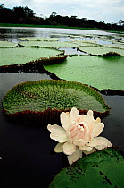 Royal / Amazon water lily flower + leaves {Victoria amazonica} Amazonia, Brazil