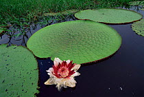 Royal / Amazon water lily flower and leaves {Victoria amazonica} Amazonia, Brazil