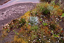 Collection of plants growing in bog on summit of Mount Roraima, Venezuela