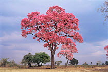 Pink tajibo tree in flower {tabebuia avellanedae} Bolivia