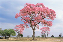 Pink tajibo tree in flower {Tabebuia avellanedae} Bolivia