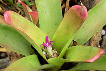 Bromeliad flower {Neoregelia diamantinensis} Brazil