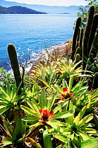 Bromeliads {Neoregelia campacta} Paraty bay, Sapeca Is, Brazil