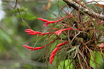 Bromeliad flowers {Tillandsia paraensis} Amazonas, Brazil