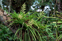 Bromeliad of atlantic rainforest {Aechmea lingulata} Bahia, Brazil