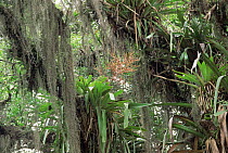 Bromeliad of atlantic rainforest {Aechmea blanchetiana} Bahia, Brazil