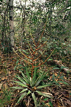 Bromeliad of tropical rainforest {Tillandsia adpressiflora} Brazil Amazonas