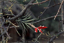 Bromeliad of chaco habitat {Tillandsia meridionalis} Gran Chaco NP, Bolivia