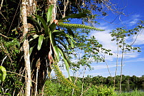 Bromeliad of tropical rainforest {Aechmea setigera} Amazonas, Brazil