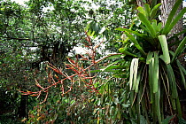 Bromeliad of atlantic rainforest {Aechmea blanchetiana} Bahia, Brazil