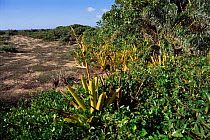 Bromeliad of restinga vegetation {Aechmea blanchetii} Brazil, Espirito Santo