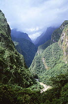 Andean cloud forest near Machu Picchu, Cusco, Peru