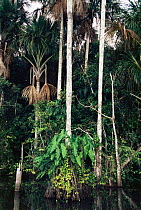 Arum plants {Philodendron sp} growing on trunks of Moriche palms, Madre de Dios, Peru