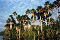 Moriche palm trees beside Sandoval Lake,  Madre de Dios, Peru