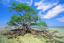 Red mangrove tree {Rhizophora mangle} with roots exposed at low tide, Boipeba Is, Bahia, Brazil