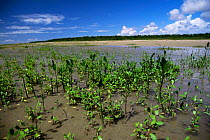 Red mangrove seedlings {Rhizophora mangle} Canelas Is, Para, Brazil