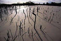 Destroyed mangrove swamp, Canelas Is, Para, Brazil