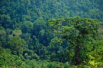 Upland rainforest, Sierra de Carajas, Para state, Brazil