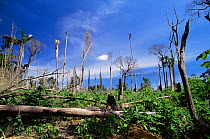 Amazon upland rainforest destroyed by fire for agriculture, Para, Brazil