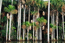 Moriche palm trees {Mauritia flexuosa} beside Sandoval Lake, Madre de Dios, Peru