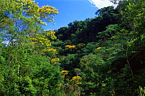 Flowering trees in atlantic rainforest, Intervales State Park, Sao Paulo, SE Brazil
