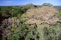 Amazon upland tropical rainforest with Tanimbuca tree, Ducke FR, Amazonas, Brazil