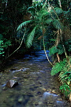Forest stream in atlantic rainforest, Intervales State Park, Sao Paulo, SE Brazil