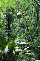 Dense vegetation in atlantic rainforest, Intervales State Park, Sao Paulo, SE Brazil