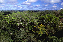 Amazon upland rainforest with {Dinizia excelsa} tree, Caxiuana NF, Para, Brazil