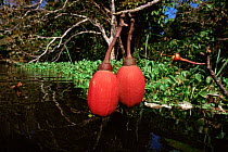 Fruits of Munguba tree {Pseudobombax munguba} flooded forest, varzea, Brazil