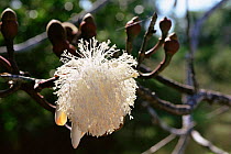 Flower of Munguba tree {Pseudobombax munguba} flooded forest, varzea, Brazil, Mamiraua Ecol.
