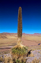 {Puya raimondii} in flower, largest bromeliad in the world, Bolivia
