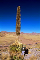 Man beside {Puya raimondii} in flower, largest bromeliad in the world, Bolivia