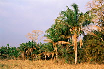 Motacu palm tree {Attalea phalerata} Beni dept, Bolivia