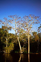 Munguba tree {Pseudobombax munguba} in flooded forest, Brazil, Mamiraua Ecol. Stn,