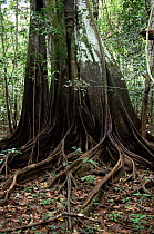 Shallow roots of trees of flooded rainforest, Varzea, Mamiraua Ecol Stn, Brazil