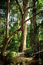 Trees of the flooded rainforest, Varzea, Mamiraua Ecol Stn, Amazonas, Brazil