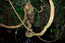 Lianas / vines of the flooded rainforest, Varzea, Mamiraua Ecol Stn, Amazonas, Brazil