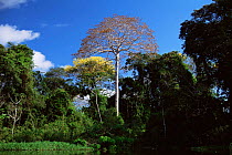 Flooded rainforest with {Sterculia elata} tree, Varzea, Amazonas, Brazil Mamiraua Ecol