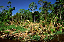 Banana plantation destroyed by Amazonas river flooding, Mamiraua Ecological  Station, Brazil