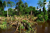 Banana plantation destroyed by Amazonas river flooding, Mamiraua Ecological Station, Brazil