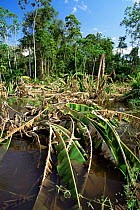 Banana plantation destroyed by Amazonas river flooding, Mamiraua Ecol Stn, Brazil