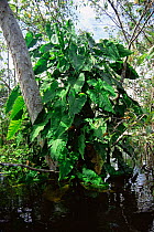 Imbe vine {Philodendron spruceanum} Mamiraua Ecological Station, Amazonas, Brazil