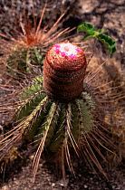 Melon cactus {Melocactus sp} of caatinga habitat, Bahia, NE Brazil